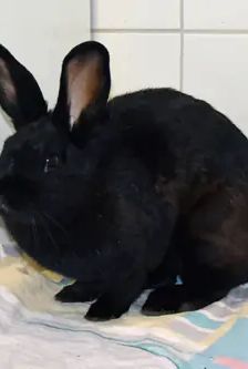 Hazel – Stallkaninchenmix, Weibchen, 11 Monate, 90537 Feucht – Foto 7