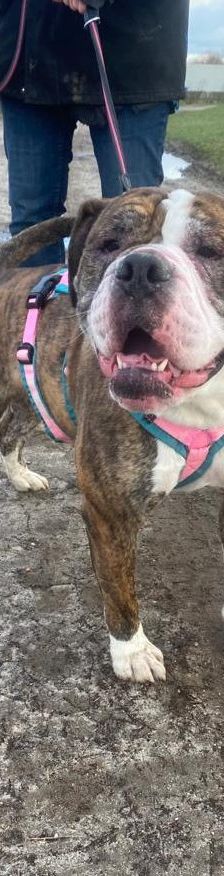 Amy – Olde English Bulldog, Weibchen, 4 Jahre 8 Monate, 13057 Berlin – Foto 1