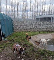 Amy – Olde English Bulldog, Weibchen, 4 Jahre 8 Monate, 13057 Berlin – Foto 2