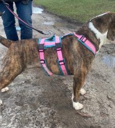 Amy – Olde English Bulldog, Weibchen, 4 Jahre 8 Monate, 13057 Berlin – Foto 3