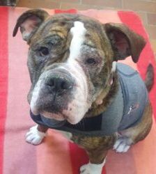 Amy – Olde English Bulldog, Weibchen, 4 Jahre 8 Monate, 13057 Berlin – Foto 4