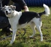 Felix – Mischling, Männchen, 12 Jahre 7 Monate, 70195 Stuttgart-Botnang – Foto 1