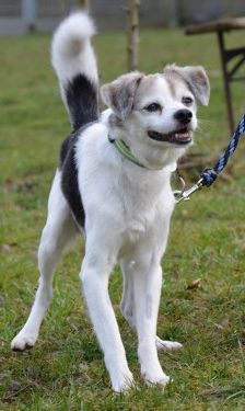 Felix – Mischling, Männchen, 12 Jahre 7 Monate, 70195 Stuttgart-Botnang – Foto 3