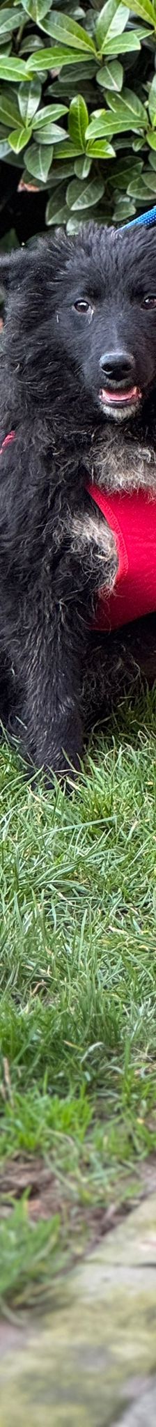 Alma – Kroatischer Schäferhund Mix, Weibchen, 10 Monate, Nordic Strays e.V. – Foto 2