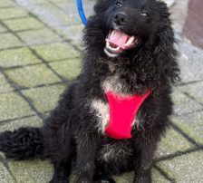 Alma – Kroatischer Schäferhund Mix, Weibchen, 10 Monate, Nordic Strays e.V. – Foto 3
