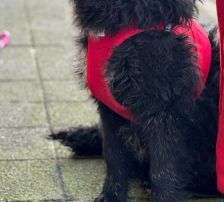 Alma – Kroatischer Schäferhund Mix, Weibchen, 10 Monate, Nordic Strays e.V. – Foto 4