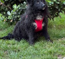 Alma – Kroatischer Schäferhund Mix, Weibchen, 10 Monate, Nordic Strays e.V. – Foto 5