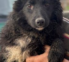 Alma – Kroatischer Schäferhund Mix, Weibchen, 10 Monate, Nordic Strays e.V. – Foto 6
