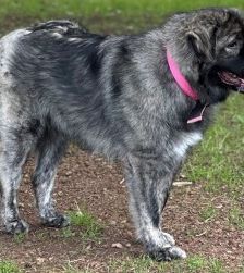 Ayu – Kaukasischer Owtscharka, Weibchen, 2 Jahre, 70195 Stuttgart-Botnang – Foto 1