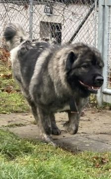 Ayu – Kaukasischer Owtscharka, Weibchen, 2 Jahre, 70195 Stuttgart-Botnang – Foto 2