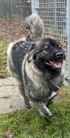 Ayu – Kaukasischer Owtscharka, Weibchen, 2 Jahre, 70195 Stuttgart-Botnang – Foto 3