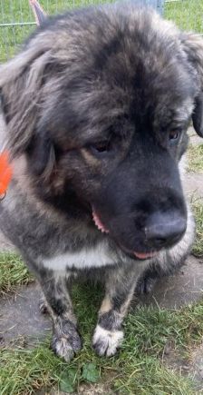 Ayu – Kaukasischer Owtscharka, Weibchen, 2 Jahre, 70195 Stuttgart-Botnang – Foto 4
