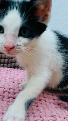 Merlin, Hugo & Pepper – Katze, Männchen, Alter unbekannt, 39576 Stendal – Foto 1