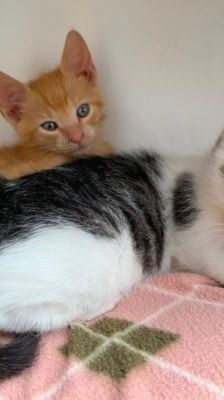 Merlin, Hugo & Pepper – Katze, Männchen, Alter unbekannt, 39576 Stendal – Foto 2