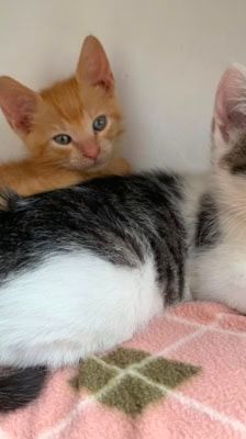 Merlin, Hugo & Pepper – Katze, Männchen, Alter unbekannt, 39576 Stendal – Foto 3