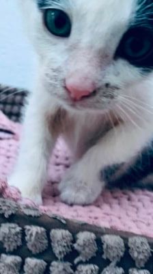 Merlin, Hugo & Pepper – Katze, Männchen, Alter unbekannt, 39576 Stendal – Foto 4