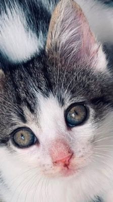 Merlin, Hugo & Pepper – Katze, Männchen, Alter unbekannt, 39576 Stendal – Foto 5