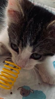 Merlin, Hugo & Pepper – Katze, Männchen, Alter unbekannt, 39576 Stendal – Foto 6
