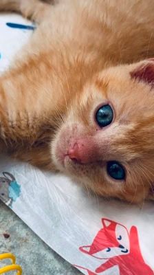 Merlin, Hugo & Pepper – Katze, Männchen, Alter unbekannt, 39576 Stendal – Foto 7
