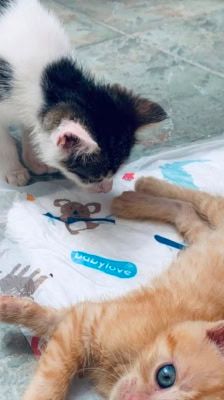 Merlin, Hugo & Pepper – Katze, Männchen, Alter unbekannt, 39576 Stendal – Foto 8
