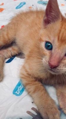 Merlin, Hugo & Pepper – Katze, Männchen, Alter unbekannt, 39576 Stendal – Foto 9