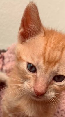 Merlin, Hugo & Pepper – Katze, Männchen, Alter unbekannt, 39576 Stendal – Foto 10