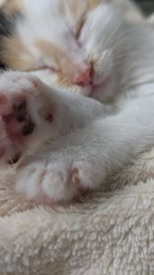 Mila – Katze, Weibchen, 2 Monate, 39576 Stendal – Foto 1