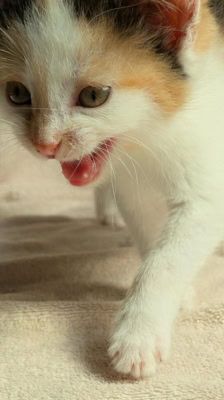 Mila – Katze, Weibchen, 2 Monate, 39576 Stendal – Foto 2