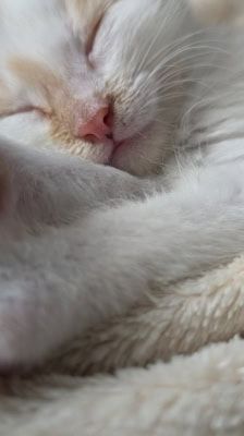 Mila – Katze, Weibchen, 2 Monate, 39576 Stendal – Foto 3