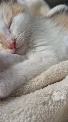Mila – Katze, Weibchen, 2 Monate, 39576 Stendal – Foto 4