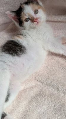 Mila – Katze, Weibchen, 2 Monate, 39576 Stendal – Foto 5