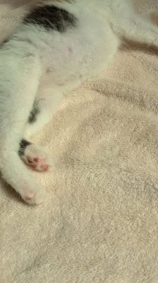 Mila – Katze, Weibchen, 2 Monate, 39576 Stendal – Foto 6