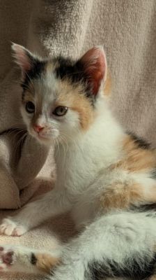 Mila – Katze, Weibchen, 2 Monate, 39576 Stendal – Foto 8