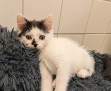 Mila – Katze, Weibchen, 2 Monate, 39576 Stendal – Foto 9