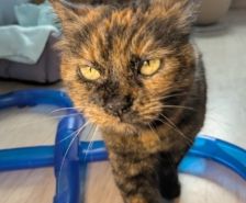 Mila – Katze, Weibchen, 2 Monate, 39576 Stendal – Foto 10