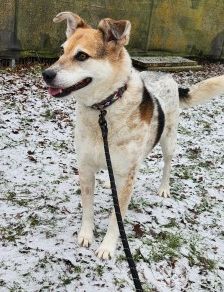 Dakini – Mischling, Weibchen, 8 Jahre 7 Monate, 70195 Stuttgart-Botnang – Foto 1