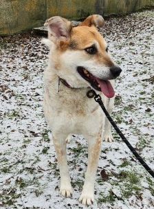 Dakini – Mischling, Weibchen, 8 Jahre 7 Monate, 70195 Stuttgart-Botnang – Foto 2