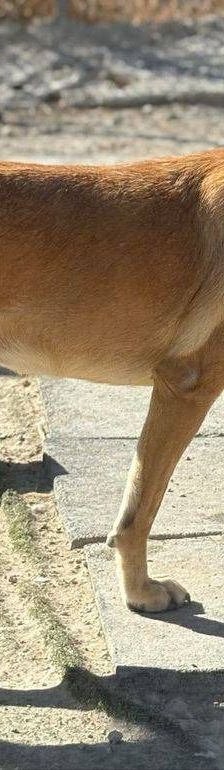 Soraya – Mischling, Weibchen, 2 Jahre 4 Monate, 65520 Bad Camberg – Foto 15