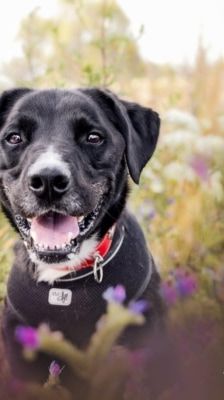 Timy – Labrador-Mix, Männchen, 6 Jahre 11 Monate, 39576 Stendal – Foto 1