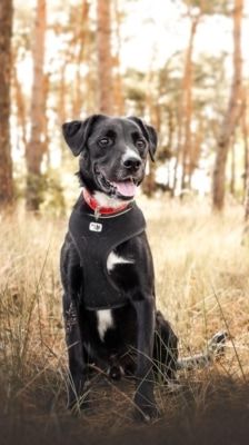 Timy – Labrador-Mix, Männchen, 6 Jahre 11 Monate, 39576 Stendal – Foto 2