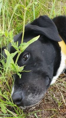 Timy – Labrador-Mix, Männchen, 6 Jahre 11 Monate, 39576 Stendal – Foto 11