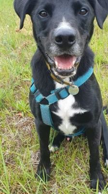 Timy – Labrador-Mix, Männchen, 6 Jahre 11 Monate, 39576 Stendal – Foto 12