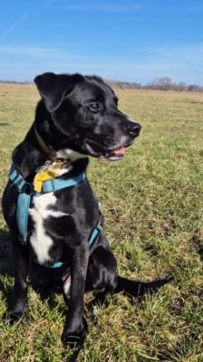 Timy – Labrador-Mix, Männchen, 6 Jahre 11 Monate, 39576 Stendal – Foto 13