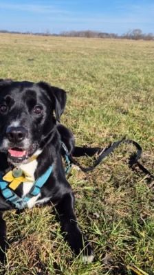 Timy – Labrador-Mix, Männchen, 6 Jahre 11 Monate, 39576 Stendal – Foto 14