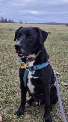 Timy – Labrador-Mix, Männchen, 6 Jahre 11 Monate, 39576 Stendal – Foto 15