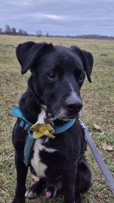 Timy – Labrador-Mix, Männchen, 6 Jahre 11 Monate, 39576 Stendal – Foto 16