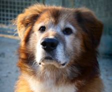 Timy – Labrador-Mix, Männchen, 6 Jahre 11 Monate, 39576 Stendal – Foto 20
