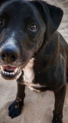 Timy – Labrador-Mix, Männchen, 6 Jahre 11 Monate, 39576 Stendal – Foto 3