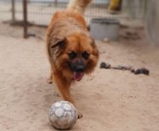 Timy – Labrador-Mix, Männchen, 6 Jahre 11 Monate, 39576 Stendal – Foto 24