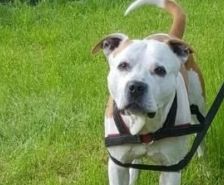 Timy – Labrador-Mix, Männchen, 6 Jahre 11 Monate, 39576 Stendal – Foto 25